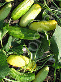 Cucumis sativus 'Boothby's Blonde'